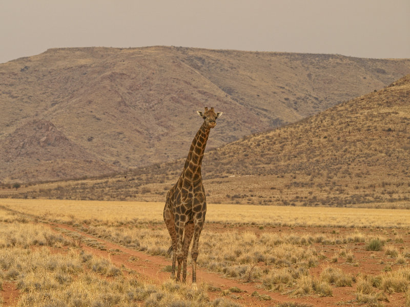 Giraffe, Hammerstein Lodge